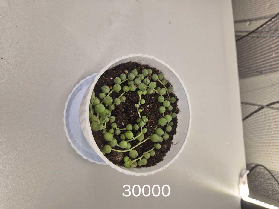 Продаётся комнатные цветы