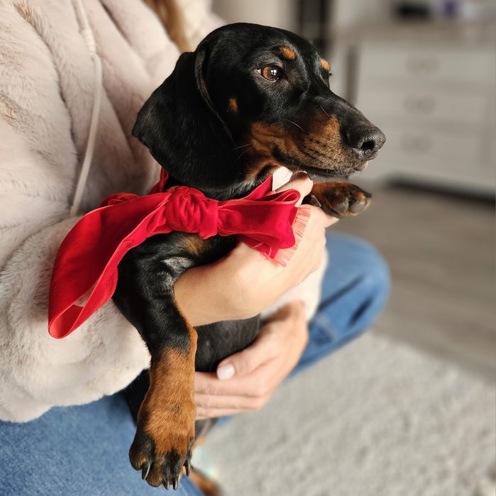 Cățelușă teckel de 6 luni – prietenoasă, jucăușă și iubitoare