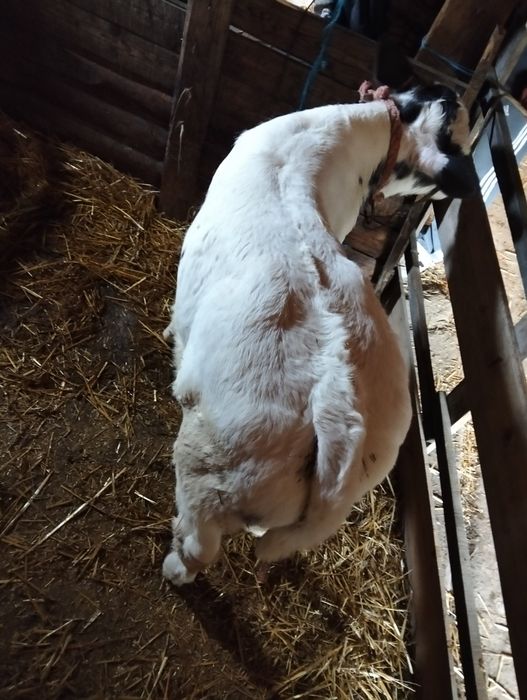 Vînd vițel frumos