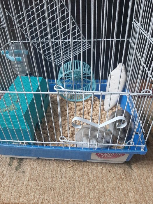 Продам хомяков с клеткой