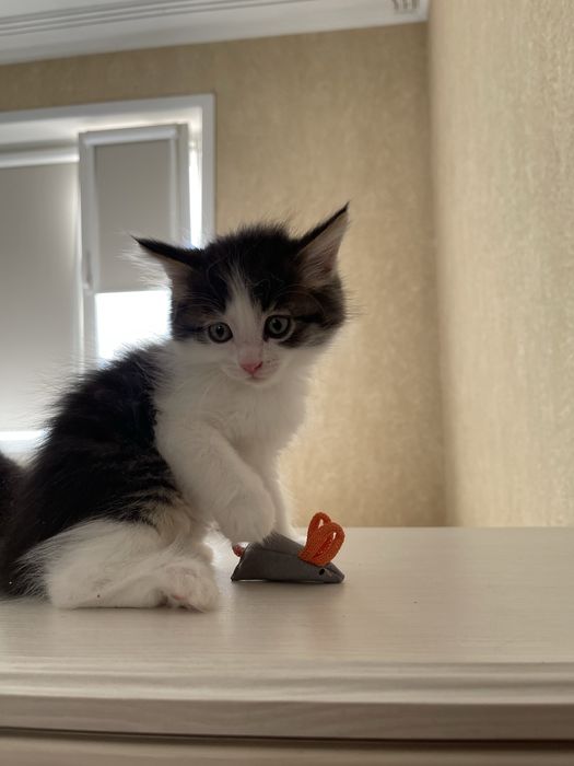 Котенок в любимцы