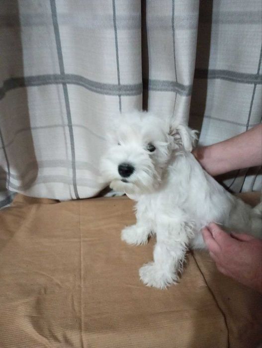 Щенки белого цвергшнауцера