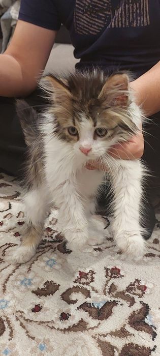 Красивая котенка отдам хорошей руки