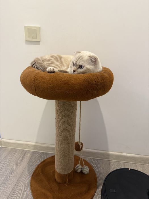 Кот шотланский вислоухий