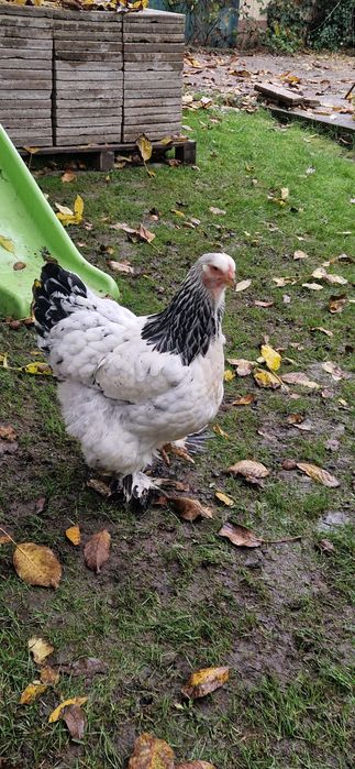 Gaini Brahma HD si HDA