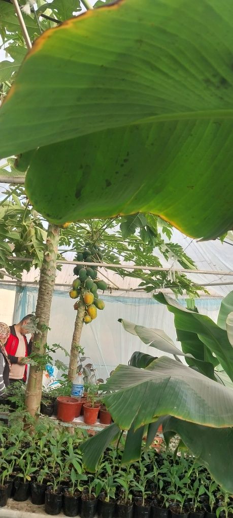 Banan papaya ananas  Sitrus ko'chatlar sotiladi