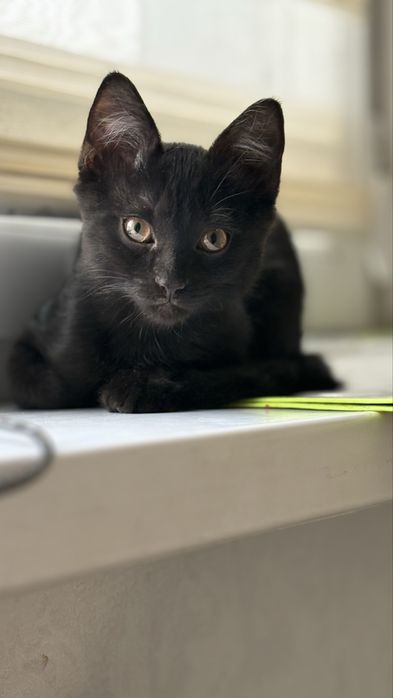 Мысық, тегін беремін