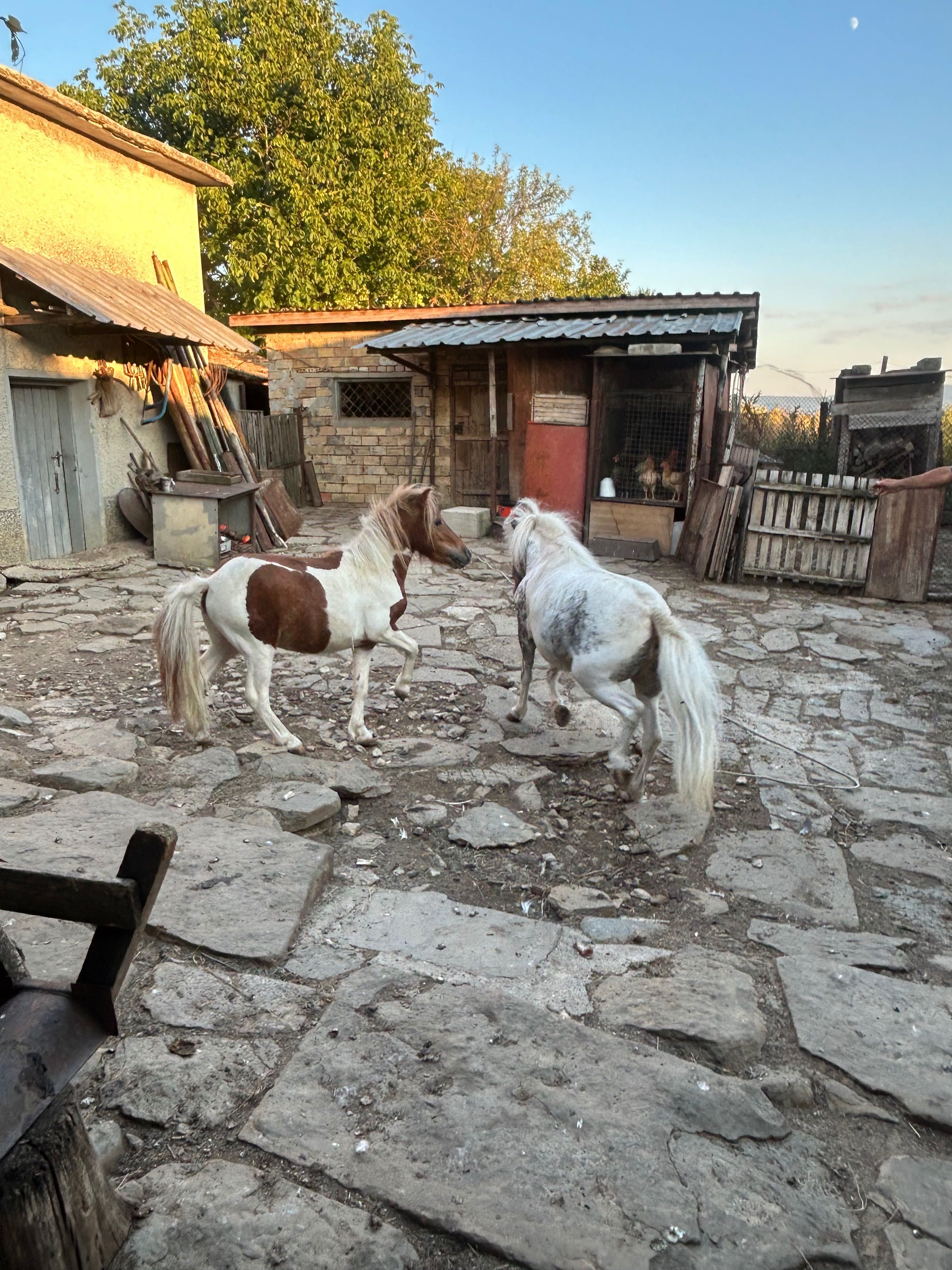 Понита за продан