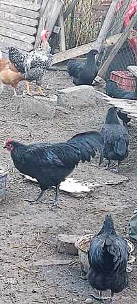 Cocosi australorp