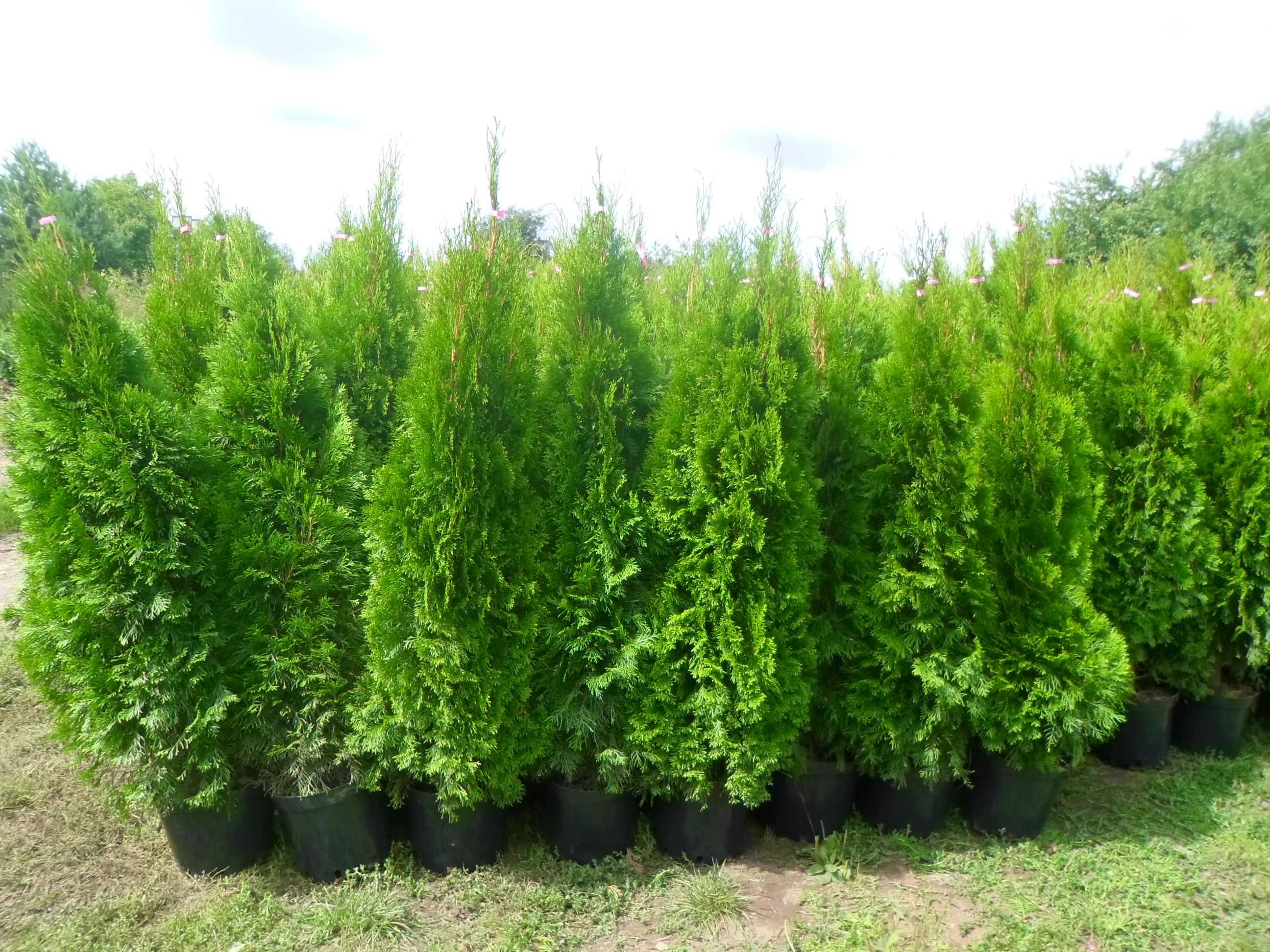 Tuia Thuia Thuja smaragd, gros, frumos, mare 120-140cm