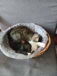 Pisici spre adoptie