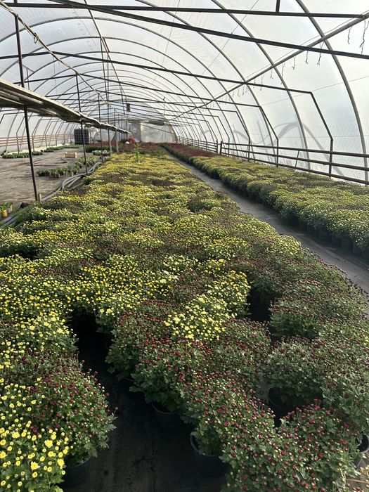 Crizanteme in ghiveci