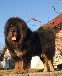 Vând urgent Mascul Mastiff Tibetan