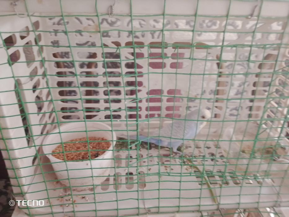 Sotiladi boʻlar 2 oylik