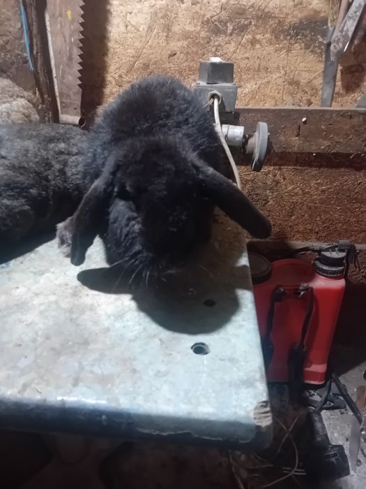 Vand/schimb iepuri diferite rase