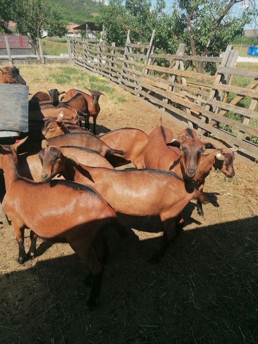 Disponibil (de vanzare) 10 femele nascute in 2025.01-02.