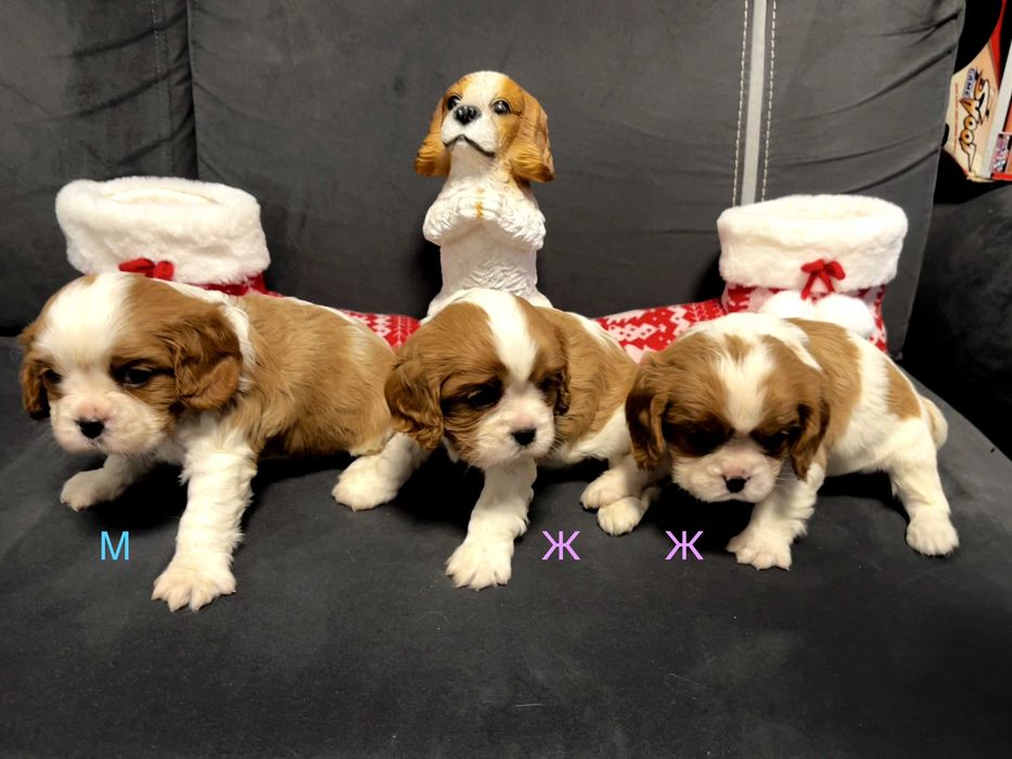 Кавалер кинг чарлз шпаньол