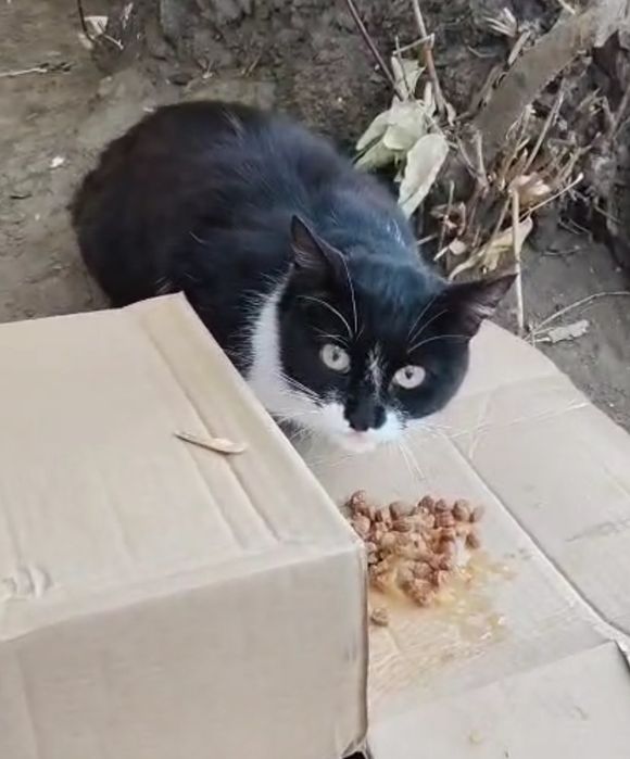 Котик породы бобтейл ищет дом!