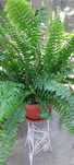 Feriga de Boston (Nephroleps)