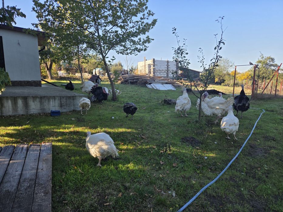 Vand curcani si curci