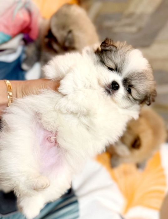 Шпиц документы превывки все есть