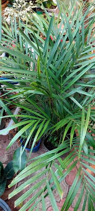 Пальма дипсис большая адаптированная есть ещё много других цветов