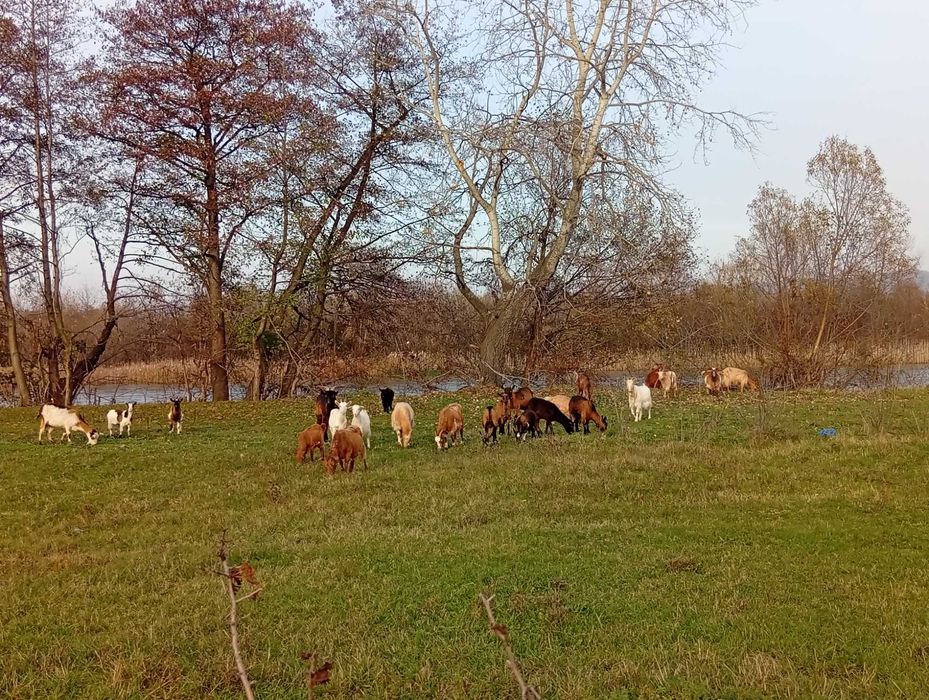 Vand15 capre un tap 5 tapisori si 4 iade