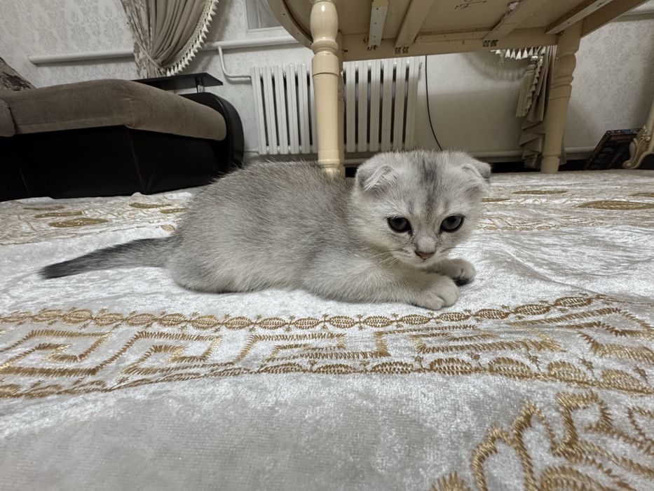 Продается Британский котёнок