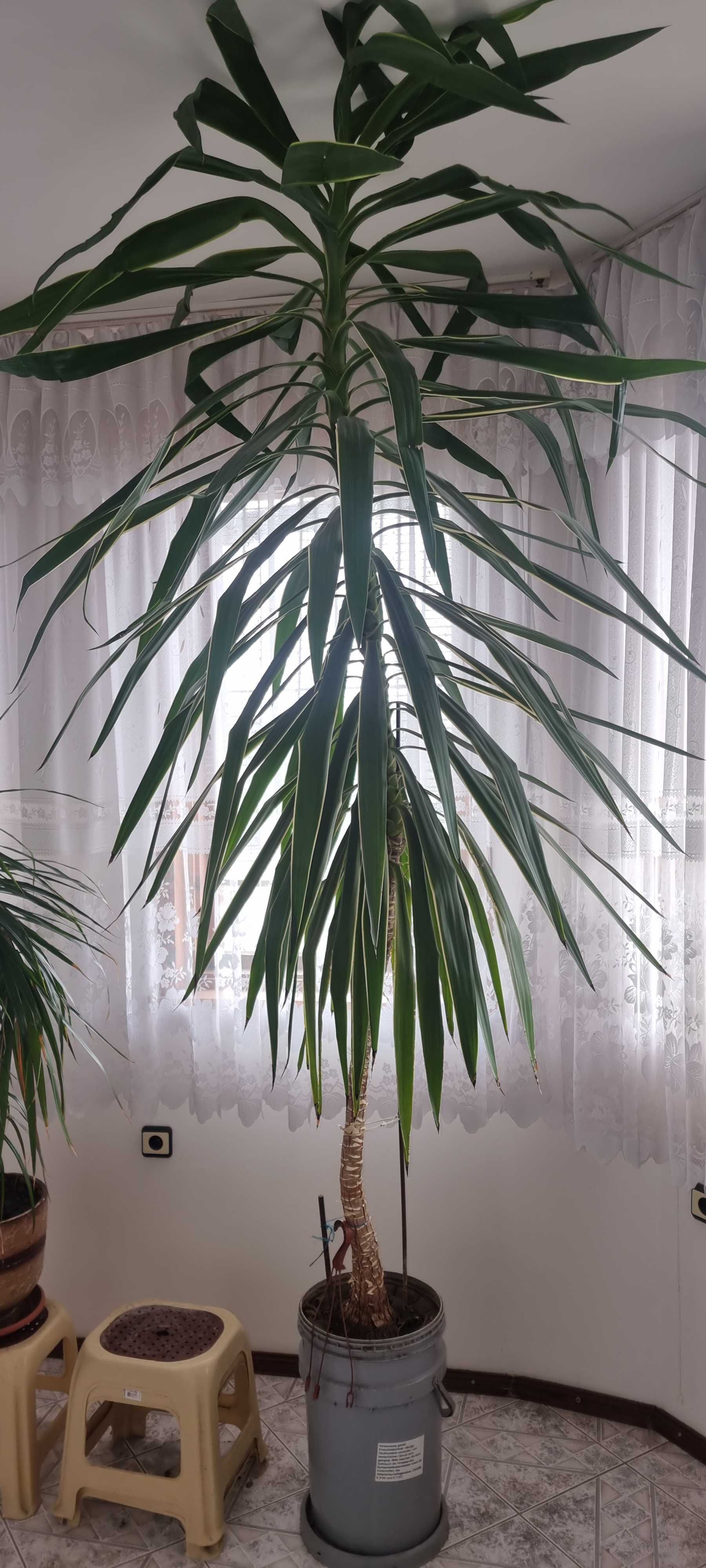 Стайна вечнозелена юка yucca в саксия - над 2.50м висока