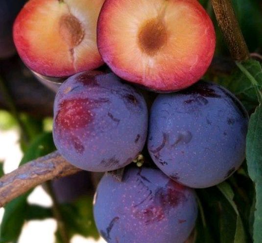 Prun Japonez(Soiul  Laroda )