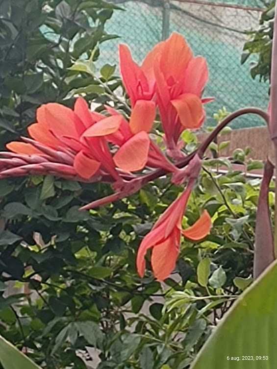 Rizomi (bulbi) Canna Indica culoare roz-portocaliu