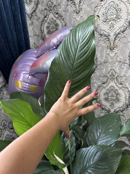 Spatifillum (ayol baxti)tuvak gul sotiladi