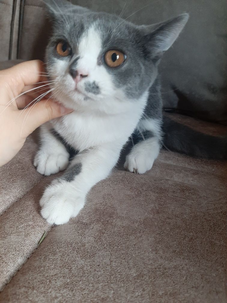Кошка В добрые руки