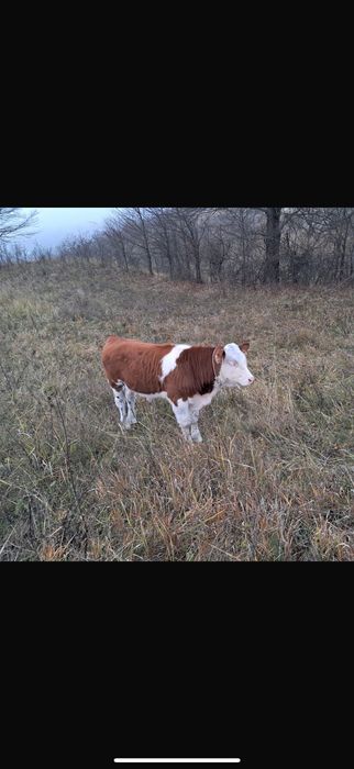 Vitei de vanzare in jud Bacau