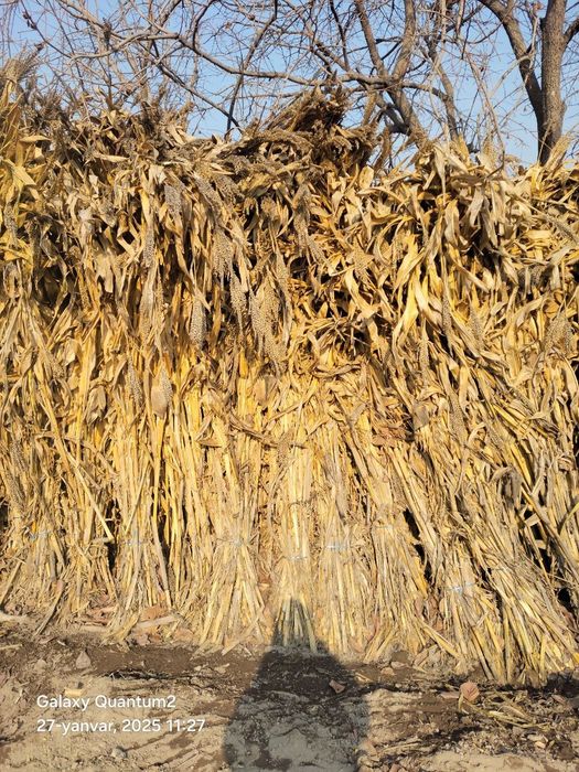 Poya bo'yi 3 metrdan pasiroq narxi 2500