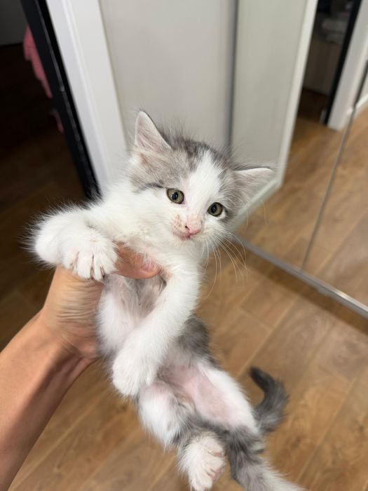 Котята ищут дом!