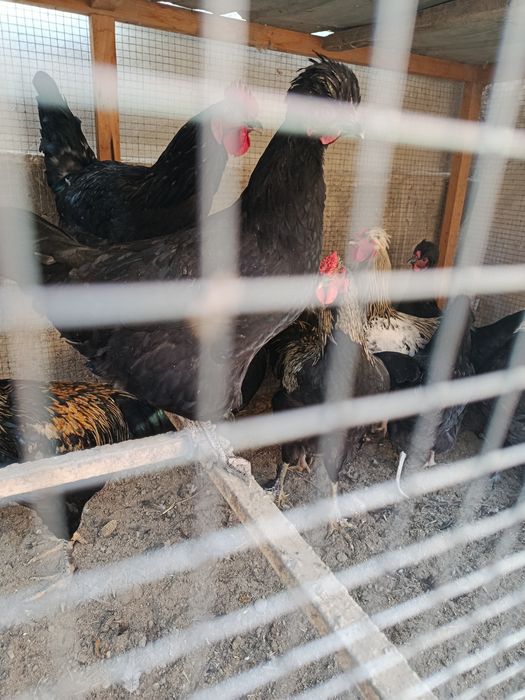 5 ойлик, зотлик қора хўроз ва товуқлар сотилади