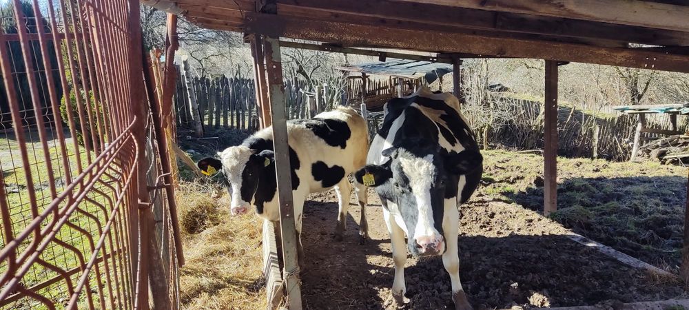 Vaca Holstein 4 ani si junincă 1 an jumate