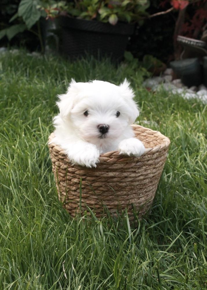 Bichon maltez vaccinat