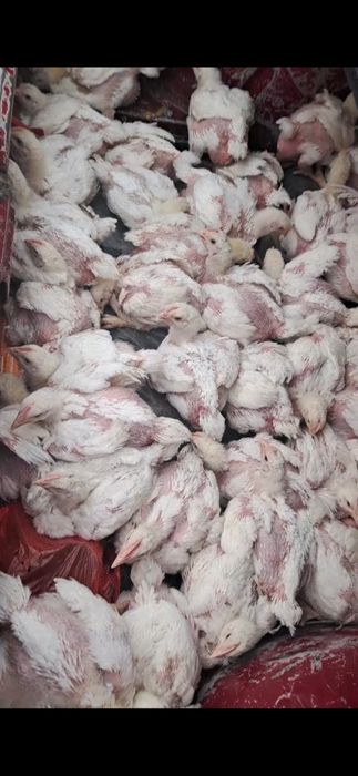 Бройлер коб 500. Сатылады 20 кунді