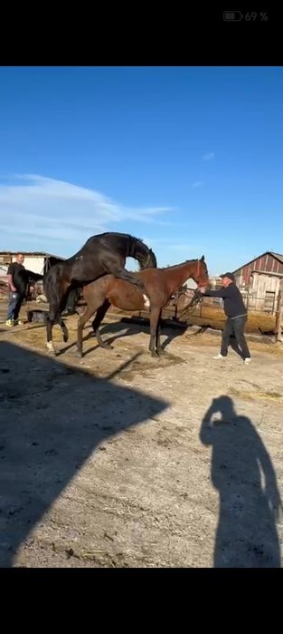 Vând Pur Sânge Englez