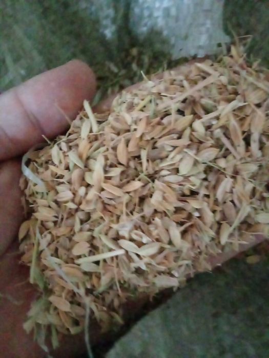 Күрмек күріштің отходы