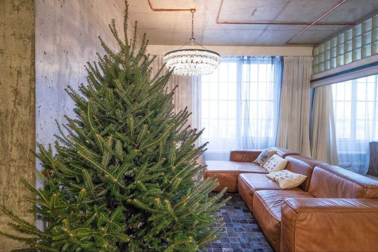 Живая новогодняя елка купить живую елку в горшке елки в горшках