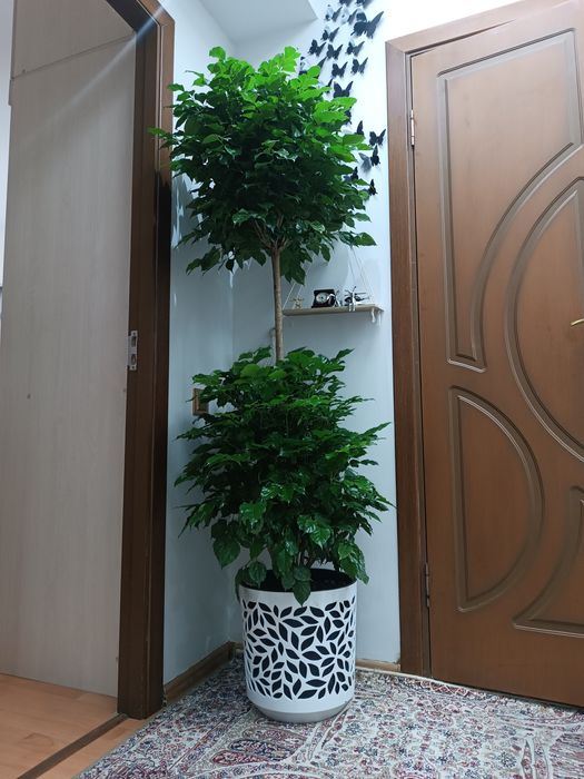 Кофейное дерево. Kofe daraxti. Ofis va xonadon uchun