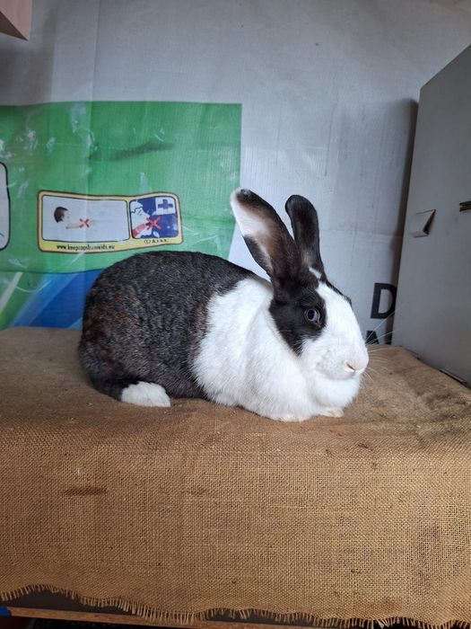 Femele hycole francez