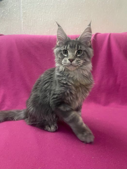 Maine Coon cu părinții campion