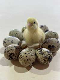 Инкубационные яйцо для перепелов