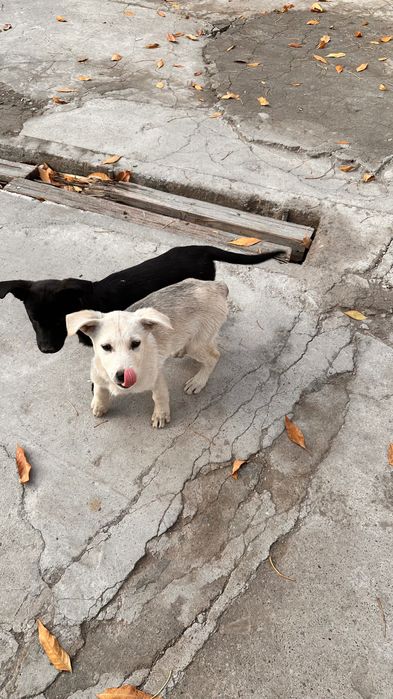 Отдам  в хорошие руки