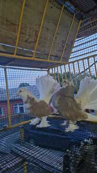 Porumbei votați indieni de vânzare