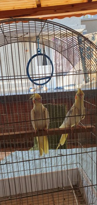 Папагали 2-ка Корели с клетка